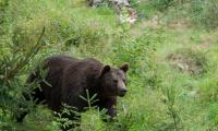 Duitsland, beer in wildpark